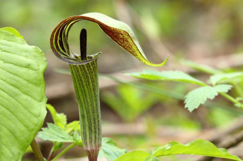 Arisaema triphyllum, Jack in the Pulpit, Bloody Arum, Bog Onion, Brown Dragon, Indian Turnip, American Wake Robin, Wild Turnip, Starchwort, Preacher in a Pulpit, Shade perennial, Shade flowers