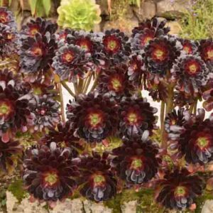 Black Flowers, Aeonium, Aeonium Atropurpureum