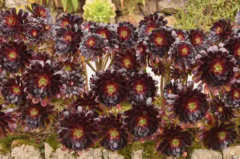 Black Flowers, Aeonium, Aeonium Atropurpureum