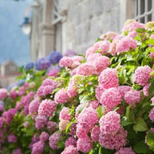 Pink Hydrangea, Hydrangea paniculata, Pamicle Hydrangea, Hortensia, Hydrangea macrophylla, Mophead Hydrangea, Lacecap Hydrangea