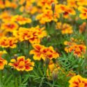 Marigold Flowers, Marigold Flower, Edible Flowers