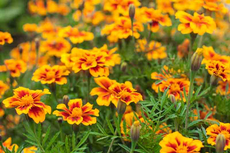 Marigold Flowers, Marigold Flower, Edible Flowers