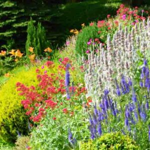 Garden design, Garden Idea, Lamb's Ear, Valerian, Arborvitae, Daylilies, Veronica