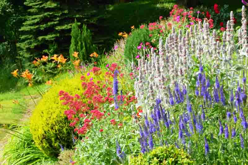 Garden design, Garden Idea, Lamb's Ear, Valerian, Arborvitae, Daylilies, Veronica