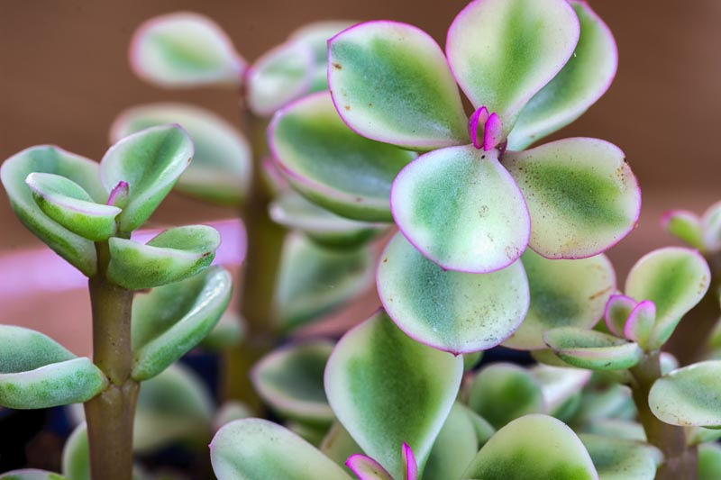 Portulacaria afra Variegata, Variegated Elephant Food, Elephant Bush, Dwarf Jade, Miniature Jade, Variegated Succulent