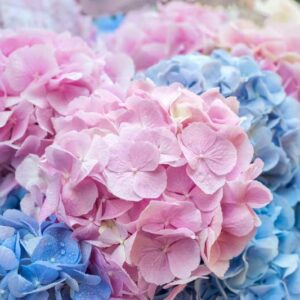 Blue Hydrangea, Pink Hydrangea, Hydrangea Colors, Hydrangea flowers