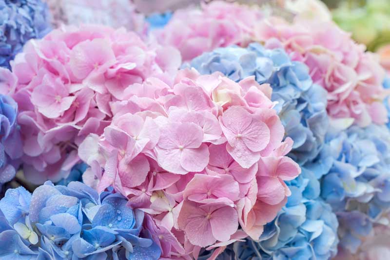 Blue Hydrangea, Pink Hydrangea, Hydrangea Colors, Hydrangea flowers