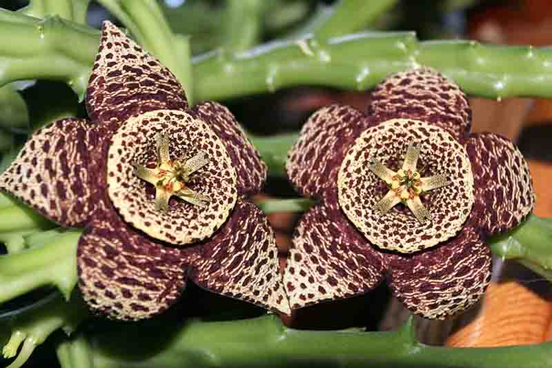 orbea variegata, carrion flower, starfish plant, stapelia variegata, hanging succulent, succulent plants
