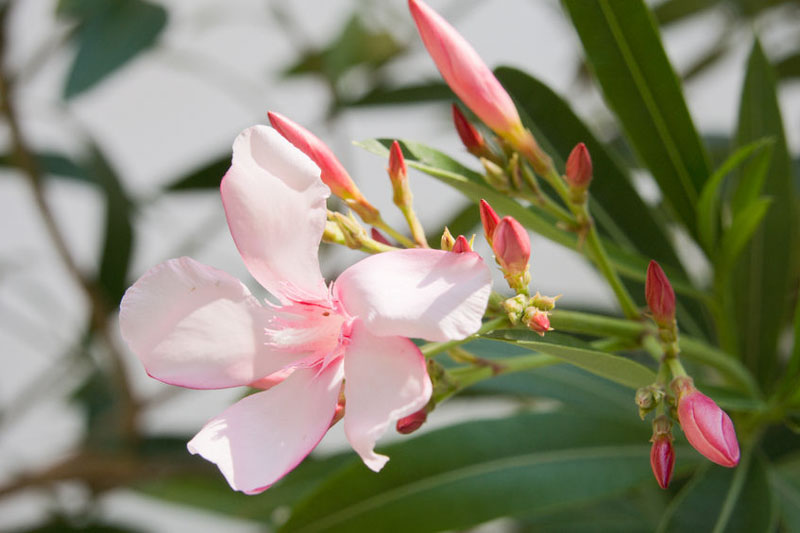 Oleander, Nerium oleander, Oleander Flowers, Evergreen Shrub, Fragrant Flowers, Mediterranean Shrub
