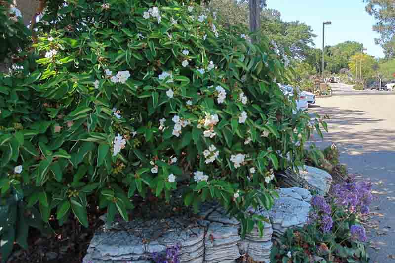 Mexican Olive, Texas Wild Olive, Anacahuita, Anacahuite, Cordia boissieri, Desert shrub, Desert tree