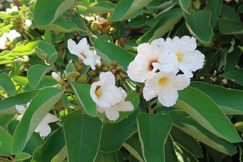Mexican Olive, Texas Wild Olive, Anacahuita, Anacahuite, Cordia boissieri, Desert shrub, Desert tree