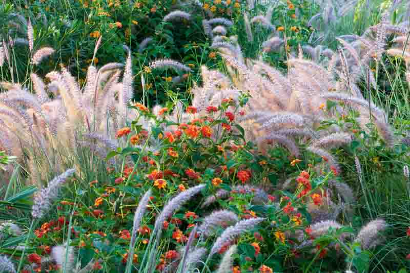 Lantana, Lantana camara, Pennisetum, Garden Idea, Bigleaf Lantana