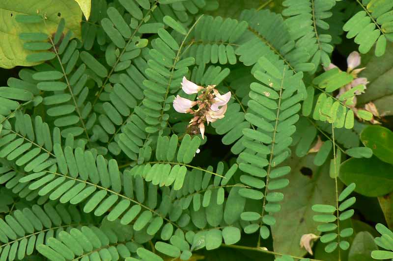 Rosary Pea, Jequirity bean, Abrus precatorius, Poisonous Plants, Poisonous Seeds