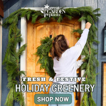 Banner Christmas Holidays