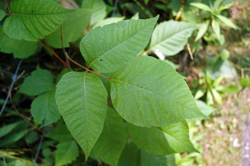 Poison Ivy, Poison Ivy Rash, Poison Oak, Poison Ivy Treatment, Poison Ivy Leaves, Poison Ivy Plant, Eastern Poison Ivy, Toxicodendron radicans, Rhus radicans,