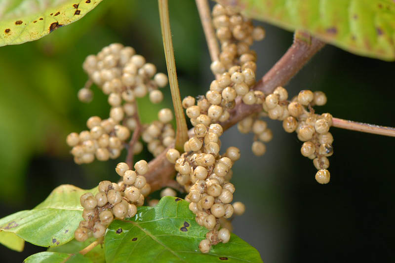 Poison Ivy, Poison Oak, Poison Ivy Rash, Poison Ivy Treatment, Poison Ivy Leaves, Poison Ivy Plant, Eastern Poison Ivy, Toxicodendron radicans, Rhus radicans,