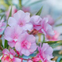 Oleander, Nerium oleander, Oleander Flowers, Evergreen Shrub, Fragrant Flowers, Mediterranean Shrub