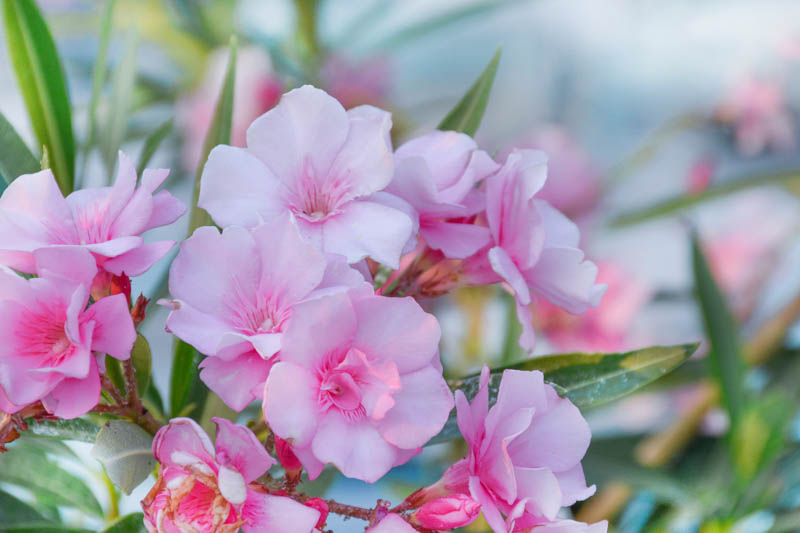 Oleander, Nerium oleander, Oleander Flowers, Evergreen Shrub, Fragrant Flowers, Mediterranean Shrub