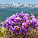 Colorado wildflowers, Colorado Native Plants, Pasque Flower, Pulsatilla patens