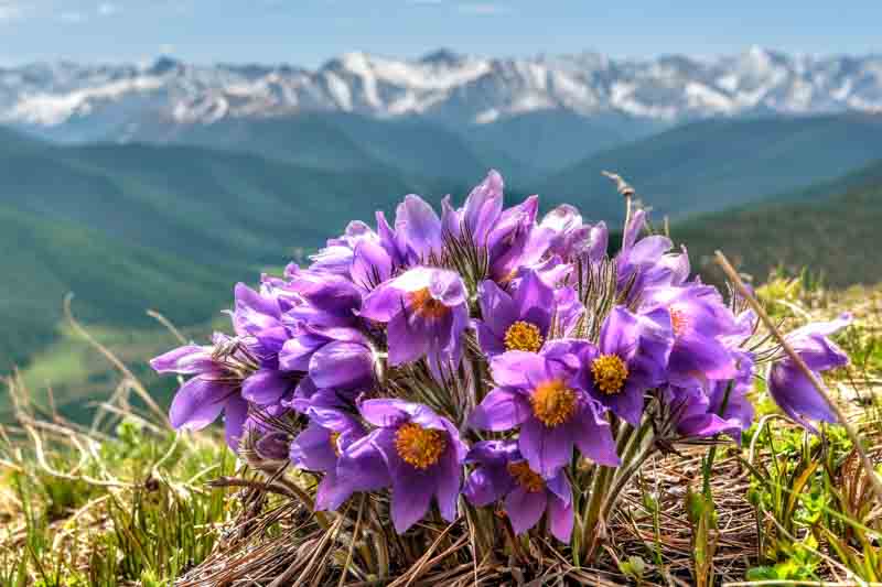 Colorado wildflowers, Colorado Native Plants, Pasque Flower, Pulsatilla patens