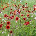 Texas wildflowers, blanket flowers, evening primroses, firewheel, gaillardia pulchella, oenothera speciosa