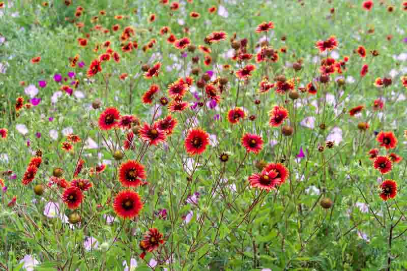 Texas wildflowers, blanket flowers, evening primroses, firewheel, gaillardia pulchella, oenothera speciosa