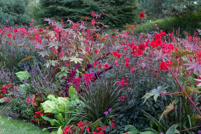Ricinus communis, Castor Bean, Castor Bean Plant, Castor Oil Plant, Castor-oil Plant, Poisonous Plants