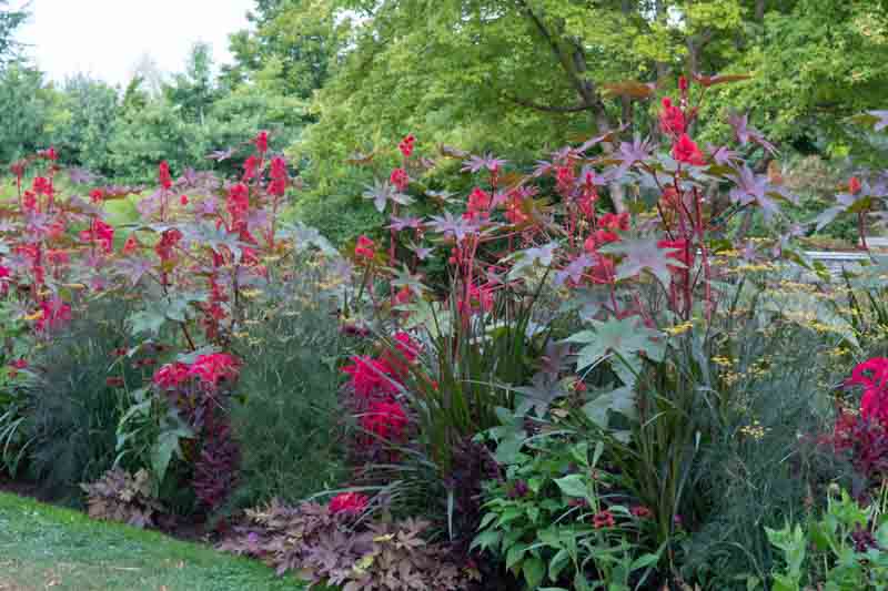 Ricinus communis, Castor Bean, Castor Bean Plant, Castor Oil Plant, Castor-oil Plant, Poisonous Plants