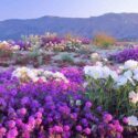 Desert Flowers, Desert Plants, Purple Flowers, White Flowers, sand verbena