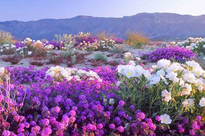 Desert Flowers, Desert Plants, Purple Flowers, White Flowers, sand verbena