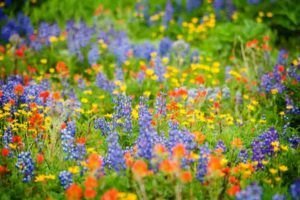 Wildflower, Wildflowers, Texas Wildflowers, Blue Wildflowers,