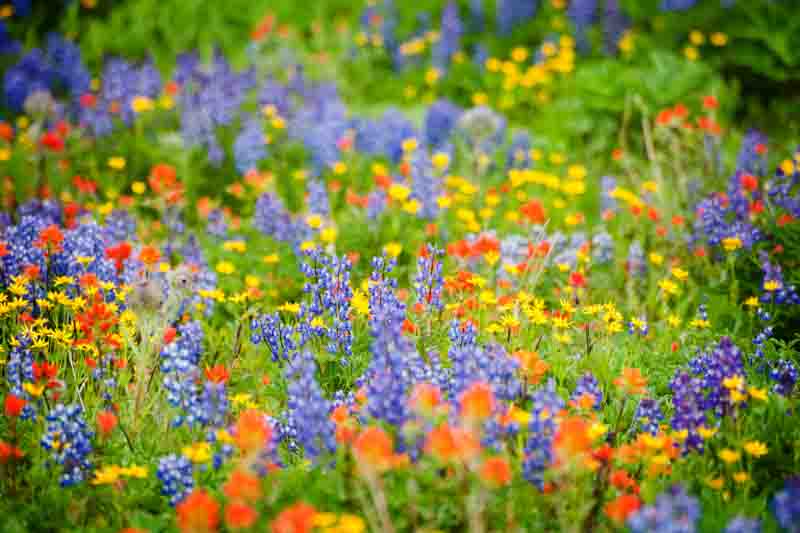 Wildflower, Wildflowers, Texas Wildflowers, Blue Wildflowers,