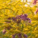 Joe Pye Weed, Goldendrod, Eupatorium, Solidago, Fall Wildflowers