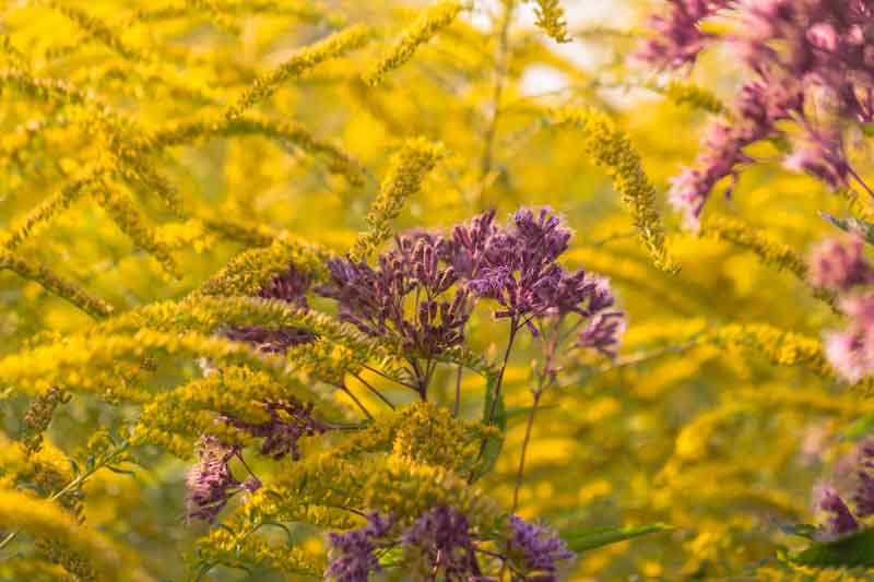 Joe Pye Weed, Goldendrod, Eupatorium, Solidago, Fall Wildflowers