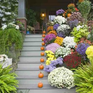 Fall Flowers, Best Fall Flowers, Mums, Chrystanthemum, Aster, Goldenrod