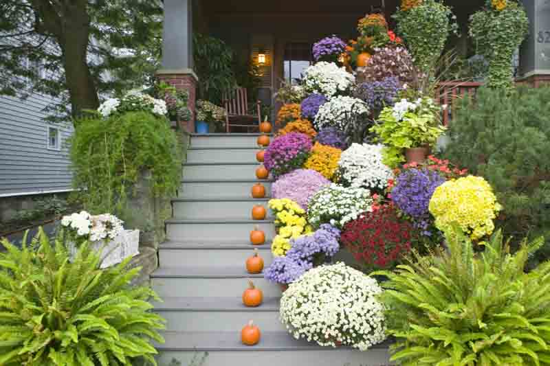 Fall Flowers, Best Fall Flowers, Mums, Chrystanthemum, Aster, Goldenrod