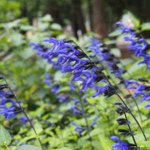 Salvia guaranitica, anise-scented sage, hummingbird sage