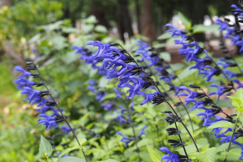 Salvia guaranitica, anise-scented sage, hummingbird sage