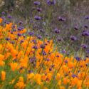 California Wildflowers, California Poppy, Chia, Salvia