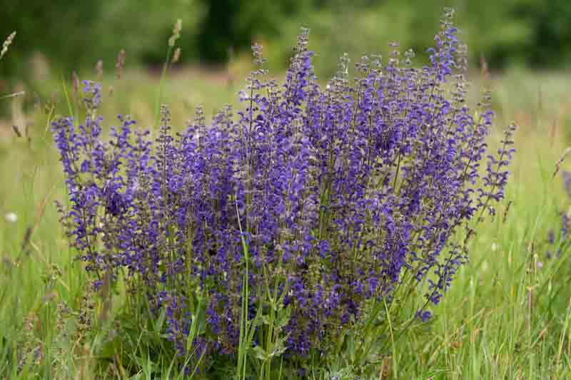 Meadow Sage, Salvia pratensis, meadow clary