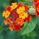 Lantana, Lantana camara, Poisonous Flowers, Poisonous Plants