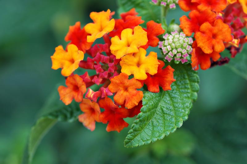Lantana, Lantana camara, Poisonous Flowers, Poisonous Plants