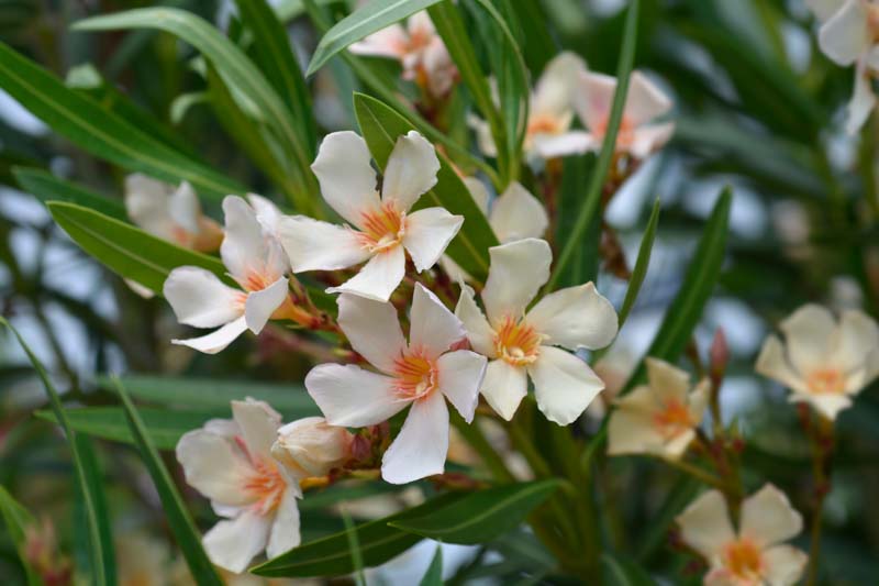 Oleander, Nerium oleander, Oleander Flowers, Evergreen Shrub, Fragrant Flowers, Mediterranean Shrub