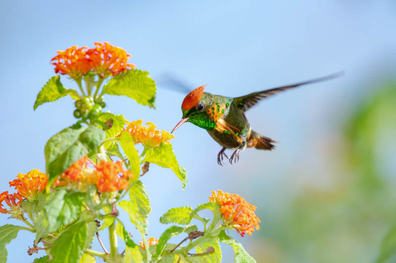 Lantana, Lantana camara, Bigleaf Lantana, Orange Flowers, Hummingbird