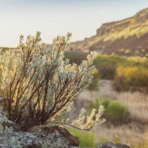 Sage brush, Sagebrush, artemisia tridentata