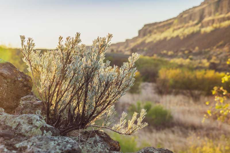 Sage brush, Sagebrush, artemisia tridentata