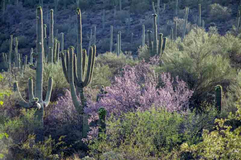 Desert Ironwood, Sagauro Cactus, Olneya tesota, Desert Tree, Tesota, Palo De Hierro