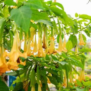 Poisonous Flowers, Angel Trumpet, Angel Tears, Brugmansia, Brugmansia suaveolens, Brazil's white angel trumpet