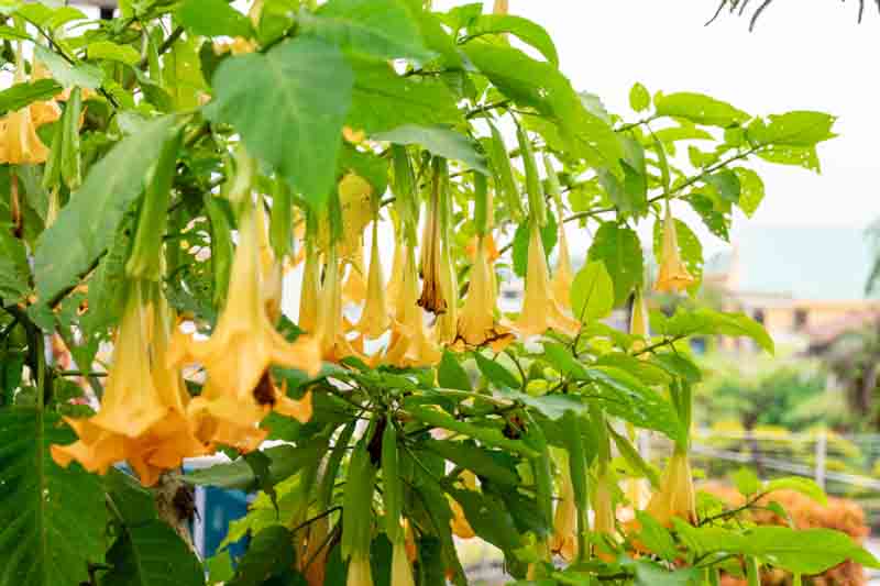 Poisonous Flowers, Angel Trumpet, Angel Tears, Brugmansia, Brugmansia suaveolens, Brazil's white angel trumpet
