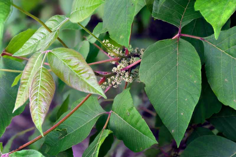 Poison Ivy, Poison Oak, Poison Ivy Rash, Poison Ivy Treatment, Poison Ivy Leaves, Poison Ivy Plant, Eastern Poison Ivy, Toxicodendron radicans, Rhus radicans,